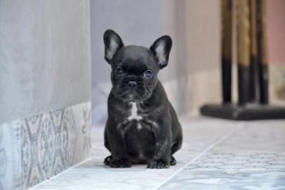 Franz�sische Bulldogge R�de Red /Fawn!
