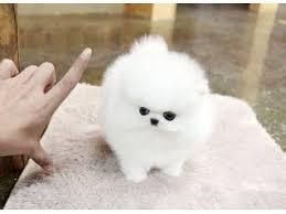 Zwergspitz Pomeranian Welpen Wir bieten