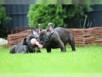 Reinrassige Franz?sische Bulldogge Welpe