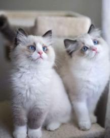 Ragdoll Katzen!! Geimpft, Entwurmt