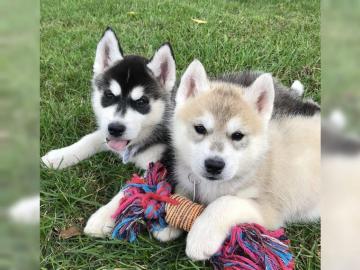 Siberien Husky Whatsapp +4915214389093