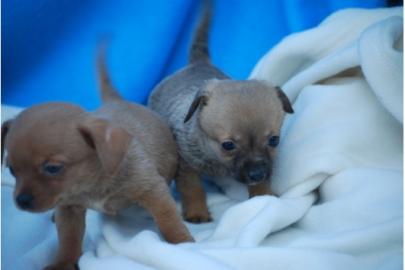 Mini Chihuahua welpen 200EUR
