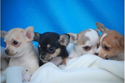 Mini Chihuahua welpen 200EUR