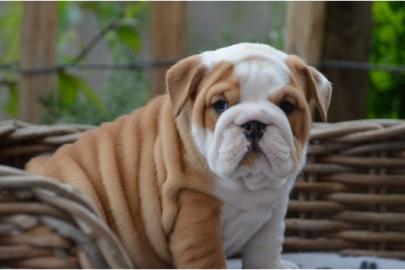 Wundersch�ne & typvolle Englische Bulldo