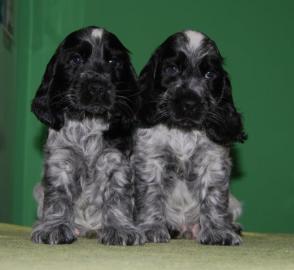 English Cocker Spaniel - Blauschimmel