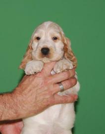 English Cocker Spaniel - Blauschimmel