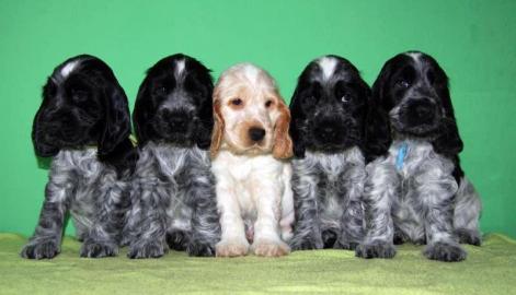 English Cocker Spaniel - Blauschimmel