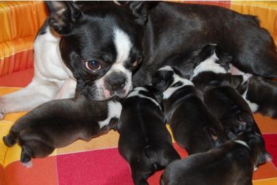 Boston Terrier Babies- ein gute Laune H