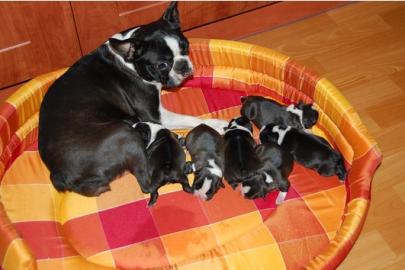 Boston Terrier Babies- ein gute Laune H