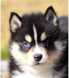 Pomsky Welpen zur Adoption