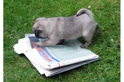 Mops Welpen !!