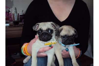 Mops Welpen !!