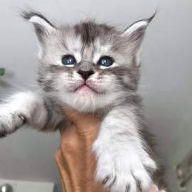 Wundersch�ne Maine-Coon-Katzen abzugeben