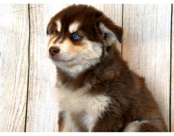 s��e Pomsky Welpen zur Adoption