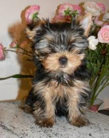 Yorkshire Terrier Welpen 10