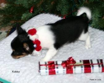 *Mini Chihuahua_Welshmen f�r