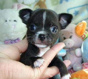 Mini Chihuahua Mix Welpen