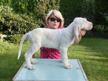 Spinone Italiano