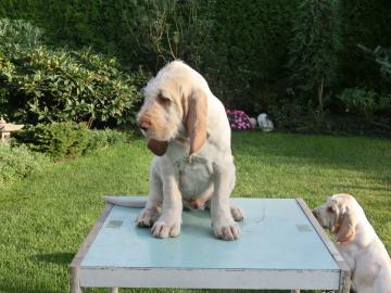 Spinone Italiano