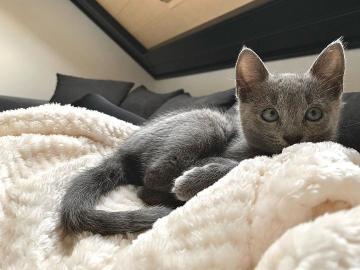 Russische blaue K?tzchen