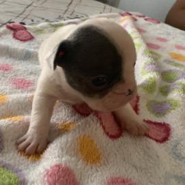 Franz?sische Bulldoggen Welpen