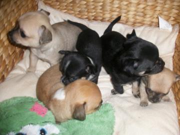 Chihuahua Babys mini fur 165 euro
