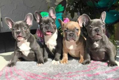 Franz�sisch Bulldogge-Welpen, ( 3 H�ndin