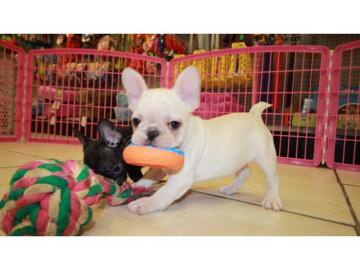 Franz�sisch Bulldogge-Welpen, ( 3 H�ndin
