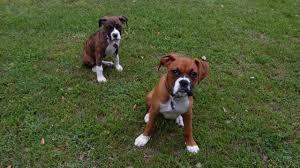 Boxer Welpen suchen neues Zuhause WhatsA