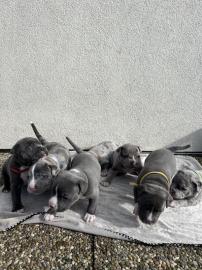 Wundersch�ne American Bully Welpen der e