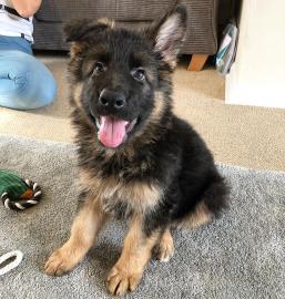 Dutch Shepherd X Deutscher Sch�ferhund