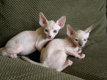 Sphynx Kitten mit Stammbaum