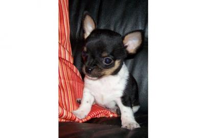 Top Mini Chihuahua Welpen. . . . . . . .  . .