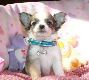 Bildsch�ne Chihuahua Welpen Lang - und K