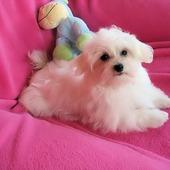 reizender Malteser-Welpe