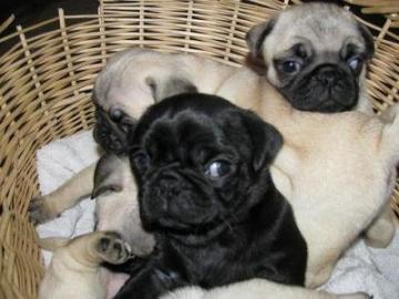 Mops Welpen f�r Weihnachten zuhause