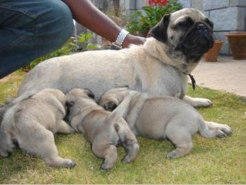Mops Welpen f�r Weihnachten zuhause