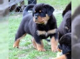Entz�ckende Rottweiler M�nner und Frauen