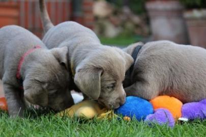 ,Unsere Labrador-Retriever Welpen abzuge