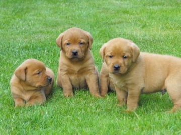 ,Unsere Labrador-Retriever Welpen abzuge