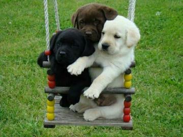 ,Unsere Labrador-Retriever Welpen abzuge