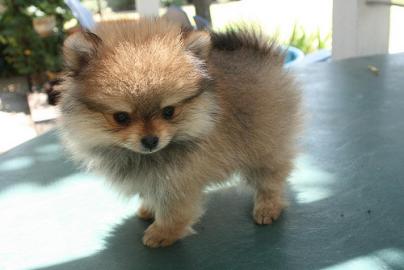 Bildsch�ne Pomeranian welpen. 