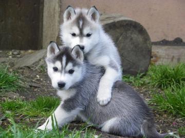 Reinrassige Siberian Husky Welpen