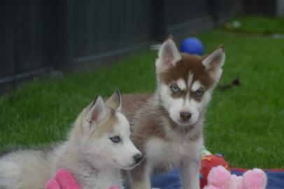 Reinrassige Siberian Husky Welpen