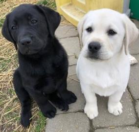 Weihnachten Labrador Babys mit Papieren