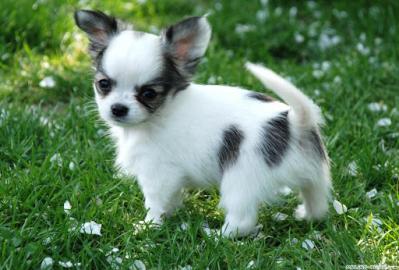 Chihuahua Welpen Babys Langhaar und.  Kur