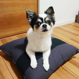 Wundersch?ne 12 Wochen alte Chihuahua-We