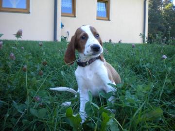 Irish Red and White Setter