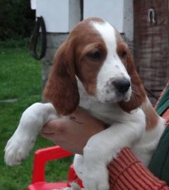 Irish Red and White Setter