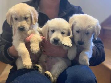 Franz?sische Bulldoggen Welpen